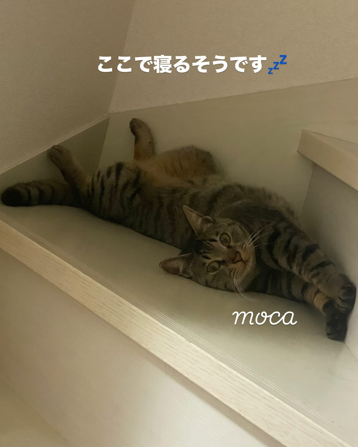 『おうち時間⏰』